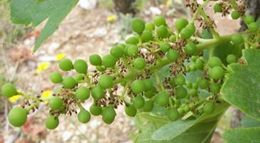 Cacho de uvas afetado pelo Desavinho